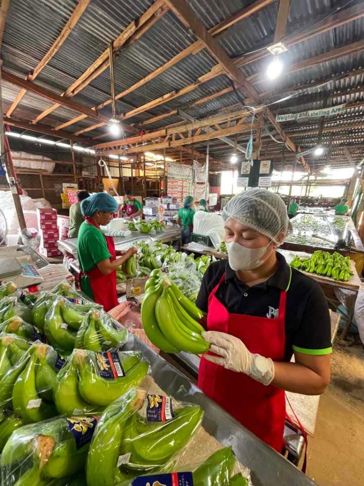 Inspector holding up a banana cluster for checking at the weighing and labeling area