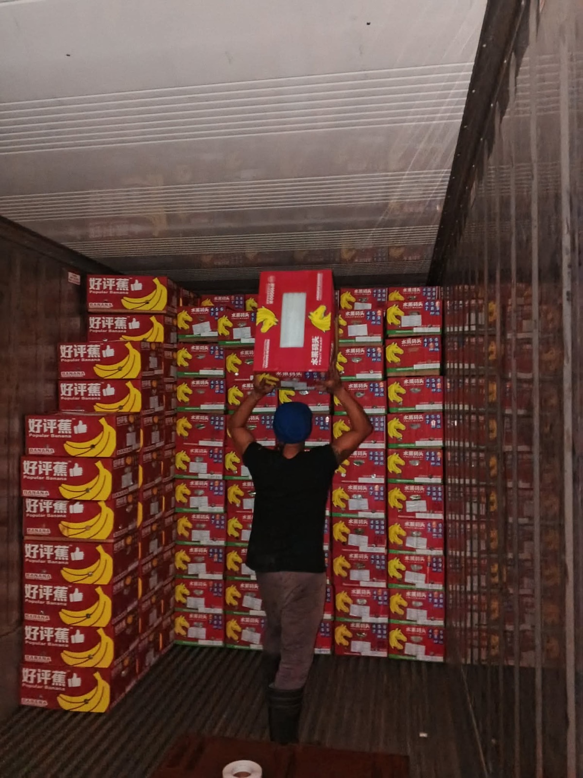 Worker stacking export cartons by hand inside a refrigerated shipping container